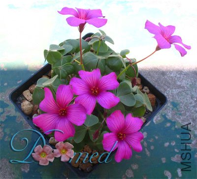 Oxalis brasiliensis