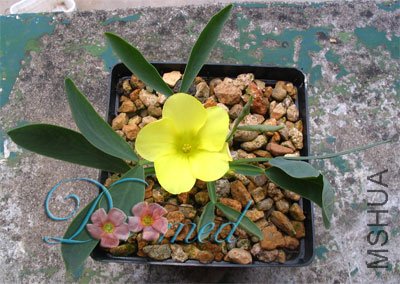 �ö���oxalis fabaefolia