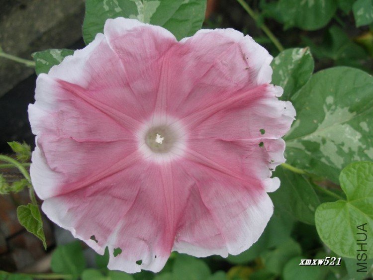 ��ɫ���֣��ܿ�������֮�ε�������