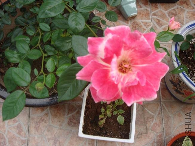 Ʒ��2�����˵����졣