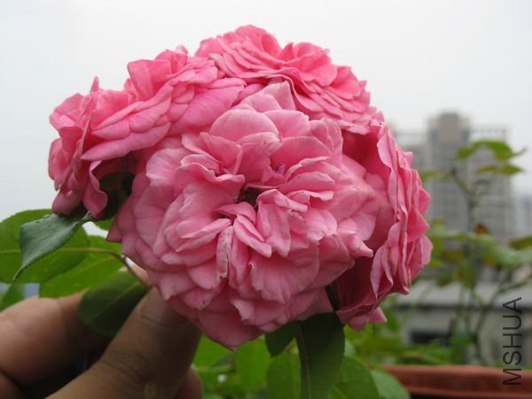 ��Ƭ 1043.jpg