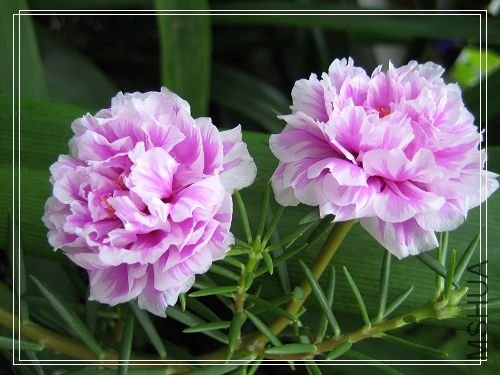 ��Ƭ 029.jpg