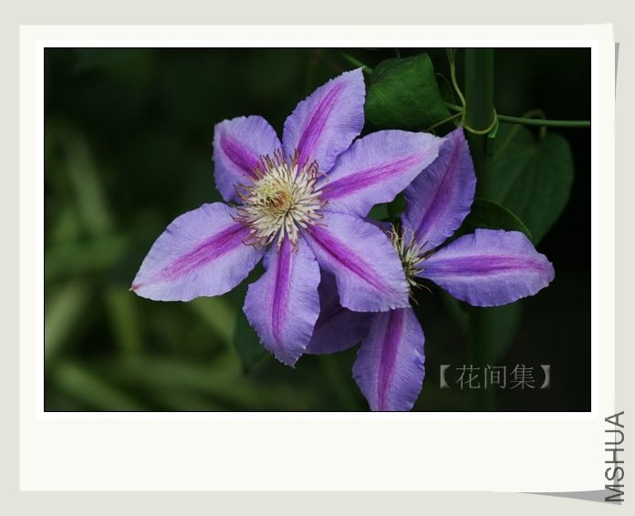 IMG_7383 ����.jpg