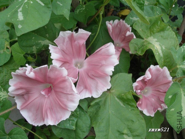 ��ɫ����