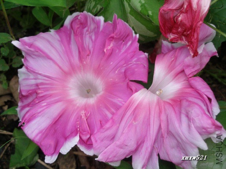 ������ţ