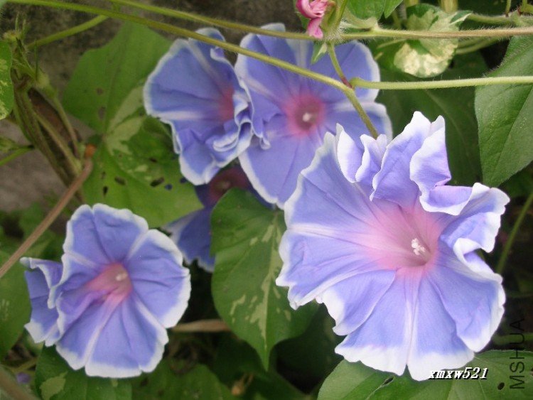 ��֪���ǲ����װ�ϵ�е�ǧ��