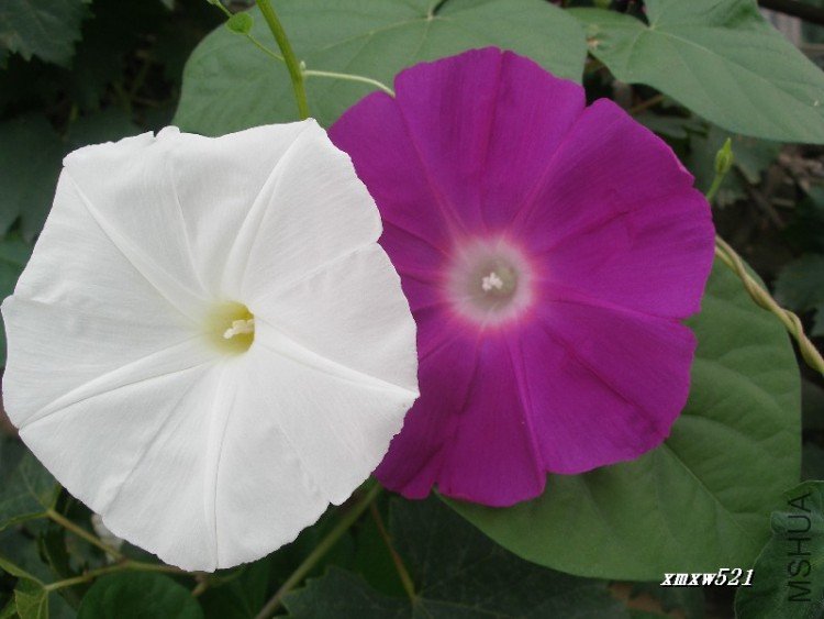 ����ţ--����֮��