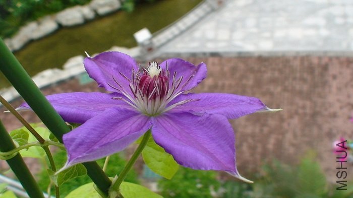 Ϊ������ضԱȣ�����������������д��