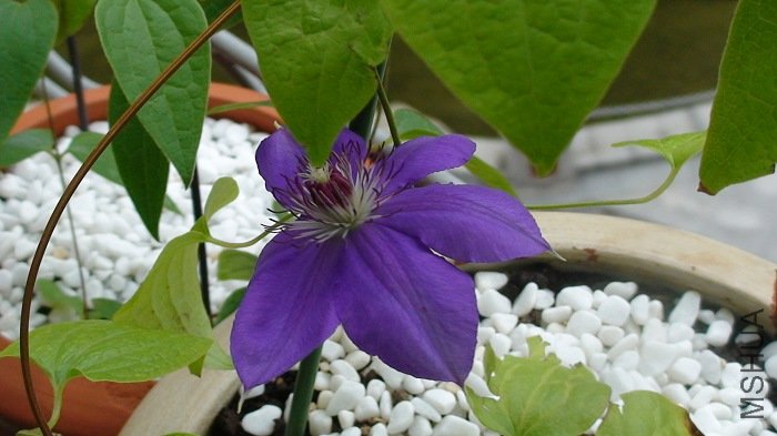 ����һ�ţ���������ʵ����ɫ�����һ�λ���ɫ�Ѳ�ͬ����һ�εĻ���͸��һЩ��ɫ��һЩ����