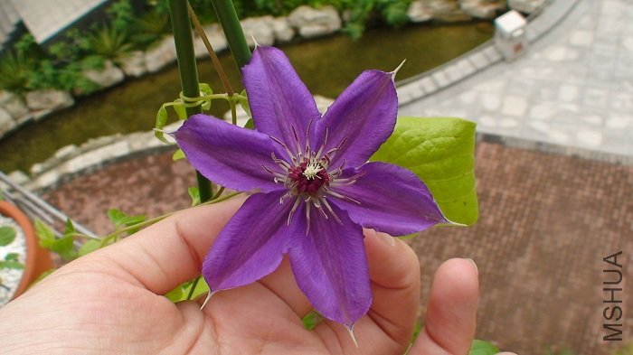 ���������׼�գ��������Կ������»����ϻ��Ļ��겻ͬ���»��Ļ���⣬�ϻ���Բ��