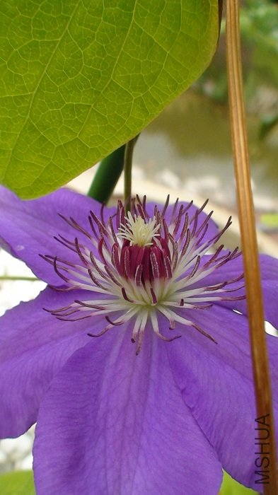 ���������׻��Ļ�����д��