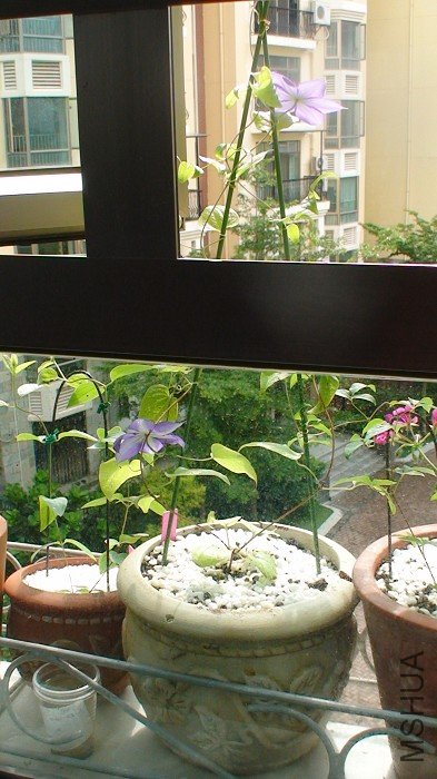 �������Լ�ƽʱ�������ӣ��ǴӴ��⿴��ȥ�����ӣ�