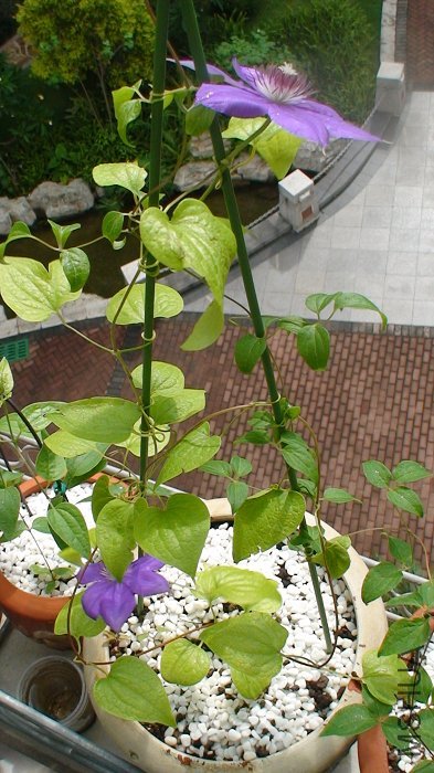 ����ȫ���գ��������Կ��������仨����ǰһ��Ҫ��ö��ˣ�