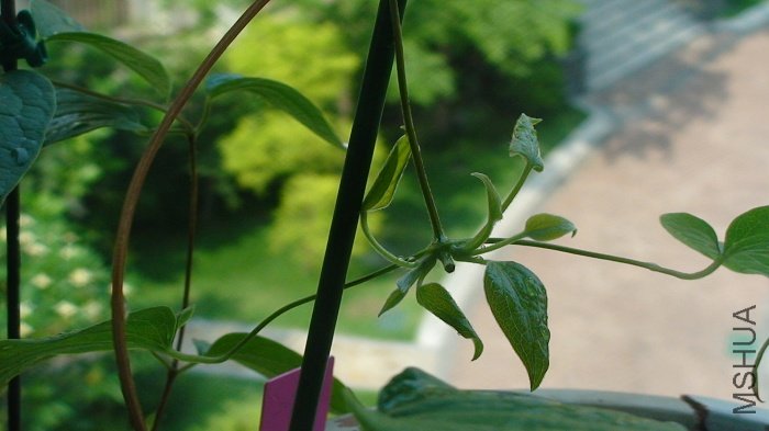 6-5�գ��ٿ��ײ�����ѿ������û�г��֦������