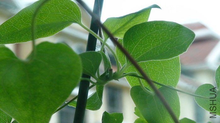 ���ײ���������ѿ��û�ܳ����֦����