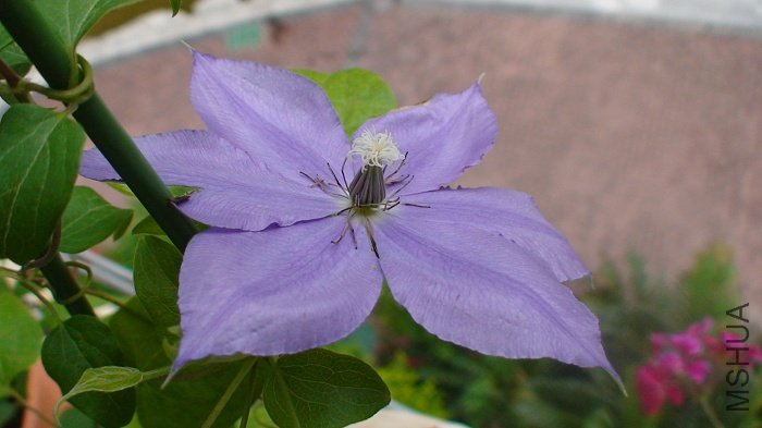 6-3�գ�����һ�쿪���Ķ���Ҳ��л�ˣ���Ҳ�ǿ����ĵ�8�죡