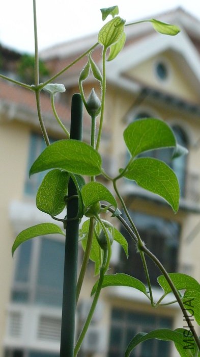 6-11�գ���һ�ܵ�ʱ�䣬������֦�����Ѿ����٣������⻨�ٻ���С�أ�