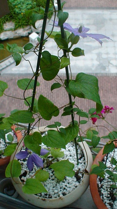 ����ǿ����Ѿ�һ�ܶࣨ9�죩�����ȣ����仨���ںúõؿ��ţ�ֻ�ǻ����Ѿ���ֽ������