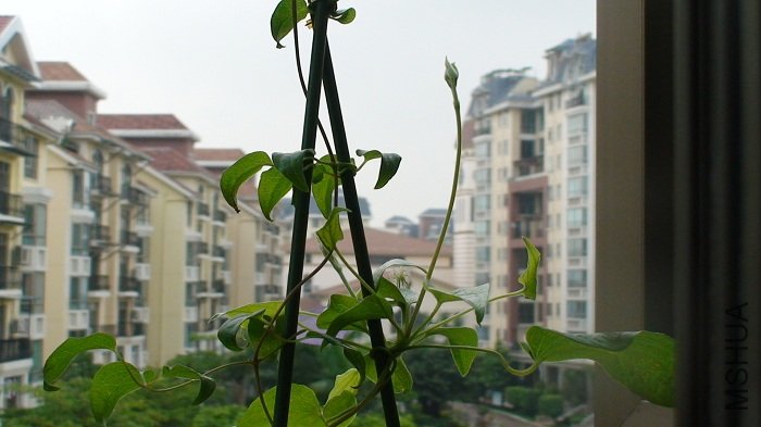 6-4�գ�һ������Ѿ�������ȫ������ˣ�����л�ˣ����ǣ����ģ�������֦��֦������