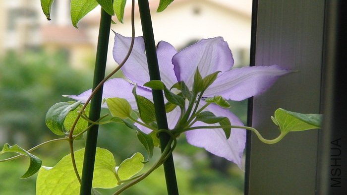 �����ı�Ӱ������ô�����ˣ��������Եؿ��������µ�����֦�������ִ������µ�ϣ����