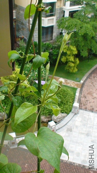 ��һ�Ƕ�������֦����ôһ��һ�̰���