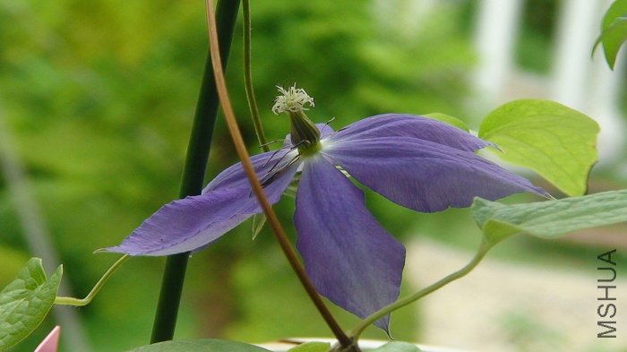 6-2�գ������Ѿ���Ҫл�ˣ�5-25�յ����ڣ��Ѿ�8������