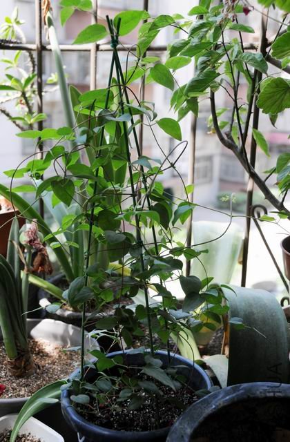 ������С txl-dan0611.jpg