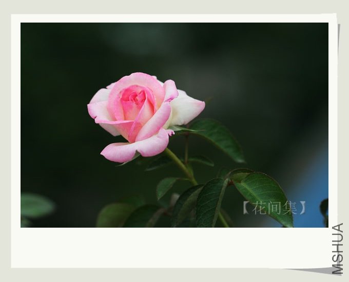 IMG_7456 ����.jpg