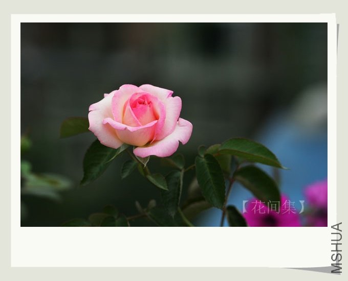 IMG_7459 ����.jpg