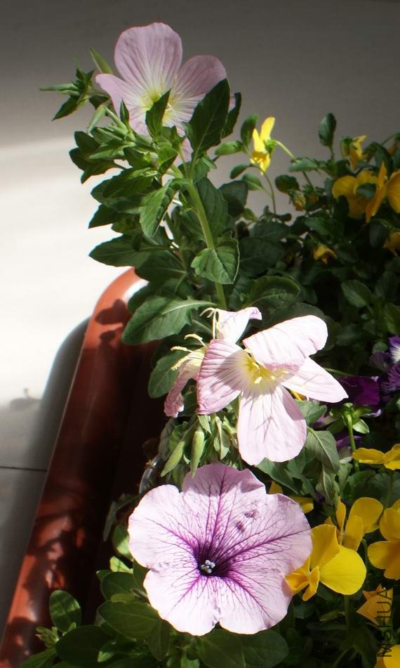DSC029892.jpg