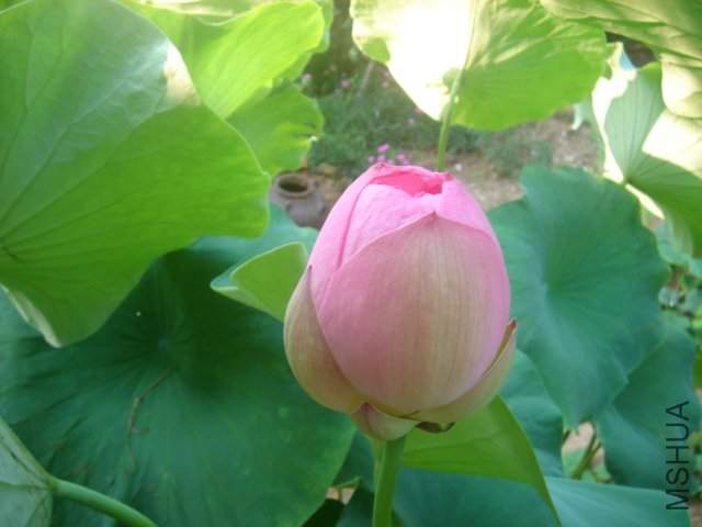 ����ȥ�������ֵģ�������������Ҷ����