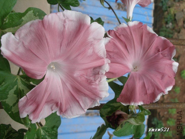 ��ɫ����