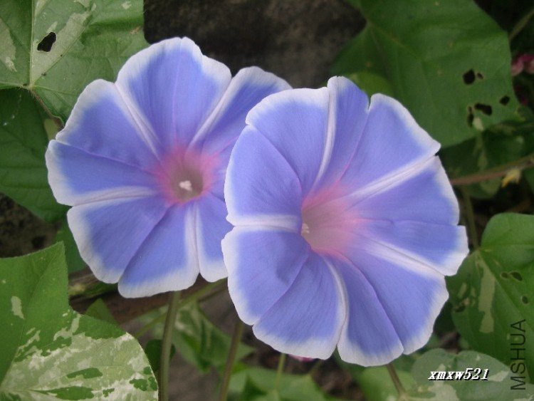 ��ʿ֮�գ�������֮��