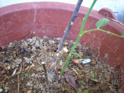 100_0807.JPG