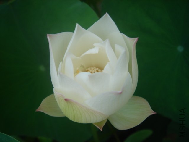 ��һƷ�֣����껨�е�С�������������Ư��