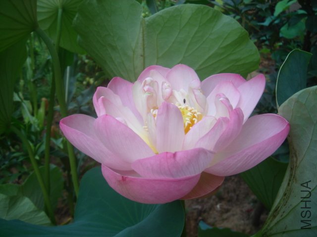 Ҳ������û���ģ����������