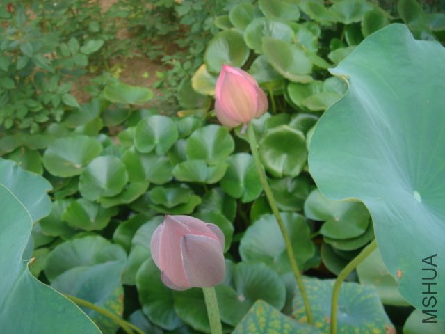 ���Ǹ��ذ�ģ�����������Ҫ����