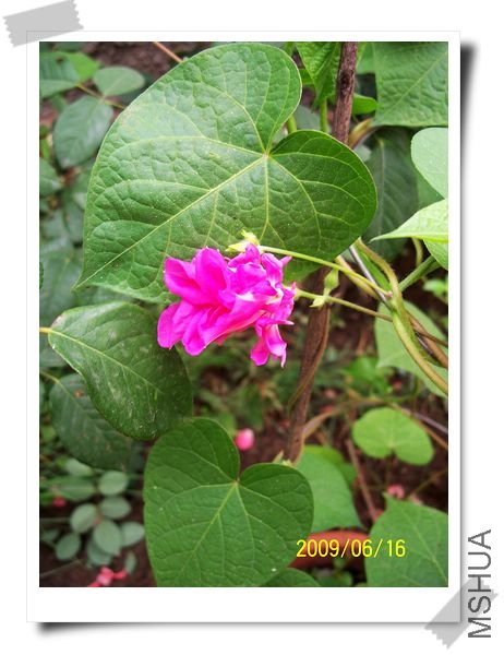 ���� 155.jpg