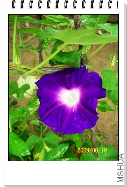 ��һ���׹��Ȼ���Ļ������������趼����ʶ�ˣ�ֻ��һ���İ׵�������ϡ�ĺۼ�