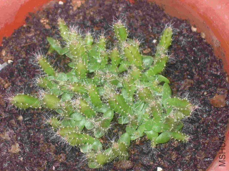 ���� 106.jpg