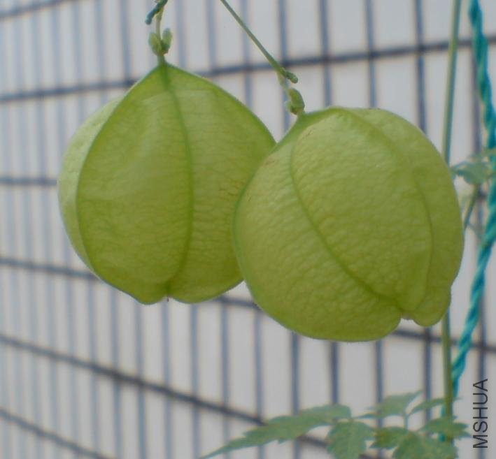 ������ 1.jpg