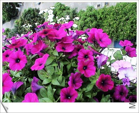 ����̨���һ�滨�Ϳ����ܼ��ܶ�