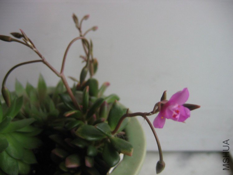 ����XIN 003.jpg