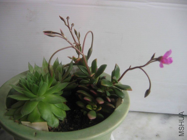 ����XIN 002.jpg