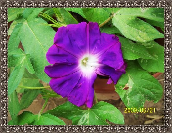 �����ɫ����̫�������Լ���������