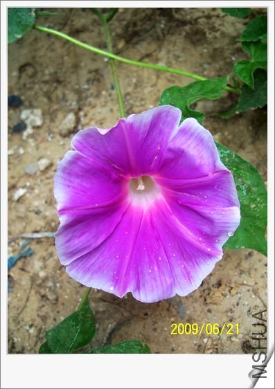 ����-��ɫ 003.jpg