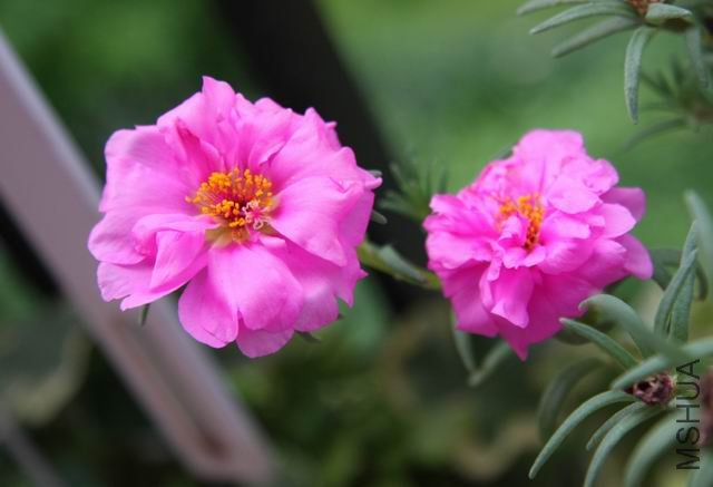 ������С ��Ƭ 1624.jpg