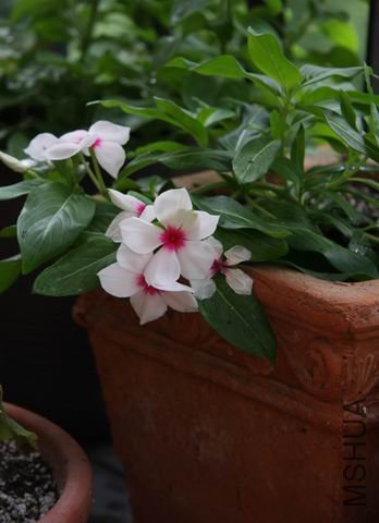 ������С ��Ƭ 1619.jpg