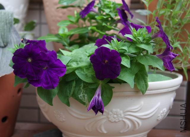 ������С ��Ƭ 1641.jpg