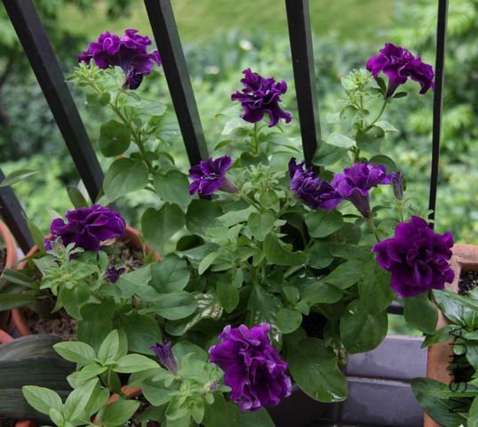 ������С ��Ƭ 1631.jpg